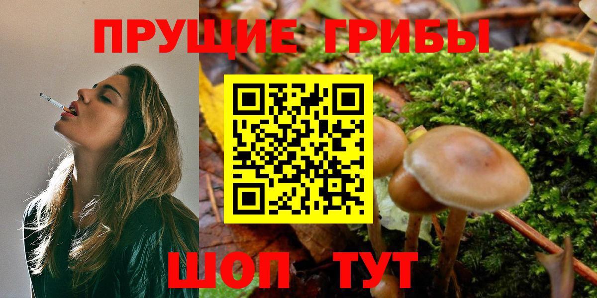 Фрязино  Галлюциногенные грибы прущие грибы  Вход с VPN 